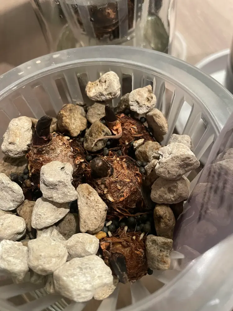 close view of Strawberry Star caladium tubers held in a net pot with stones above the water