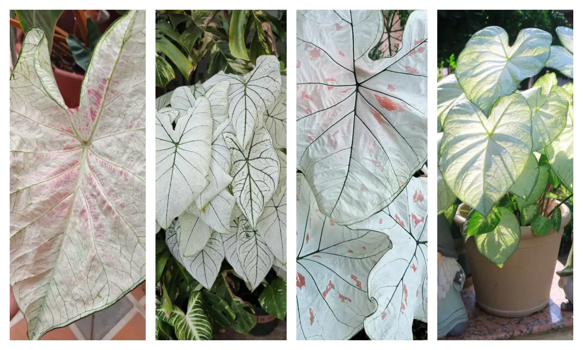 White Caladiums Look Simple Until You Compare Them Side by Side