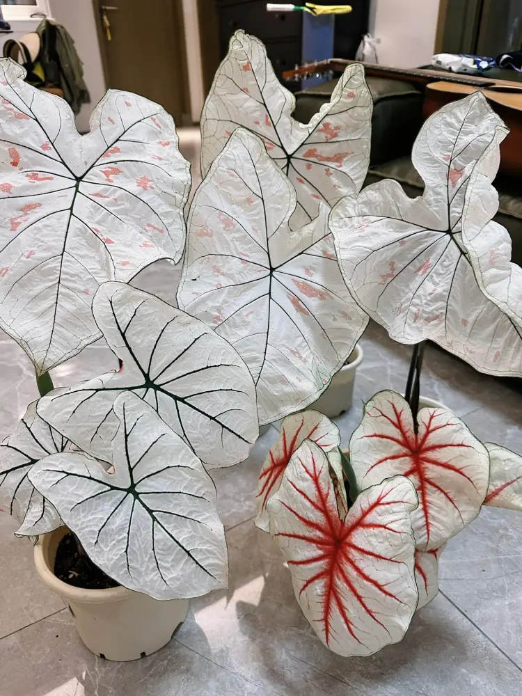 White Caladiums Look Simple Until You Compare Them Side by Side 8 white caladium leaves with dark green veins, red veins, and pale pink markings showing different white-based caladium patterns