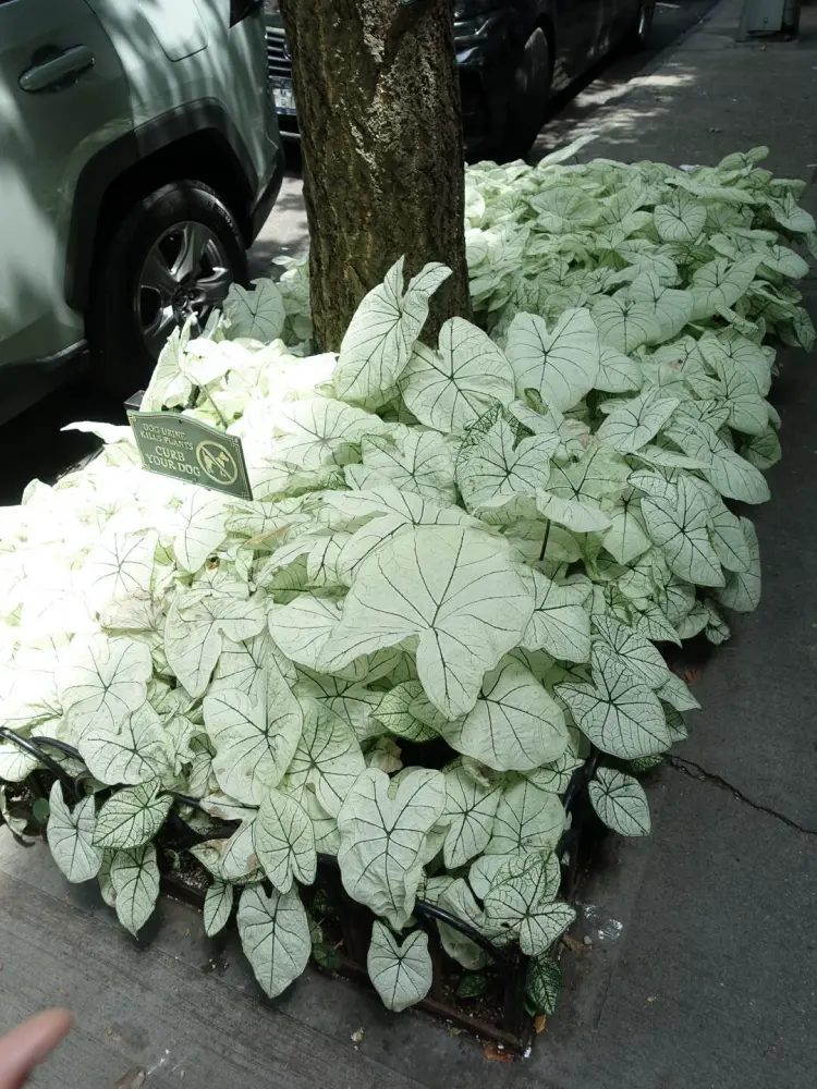 White Caladiums Look Simple Until You Compare Them Side by Side 3 White Christmas
