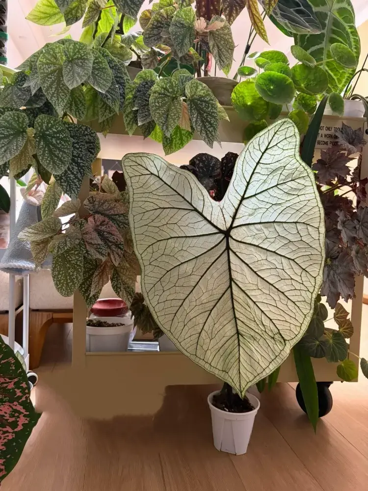 Three year old caladium growing large leaves from a healthy tuber
