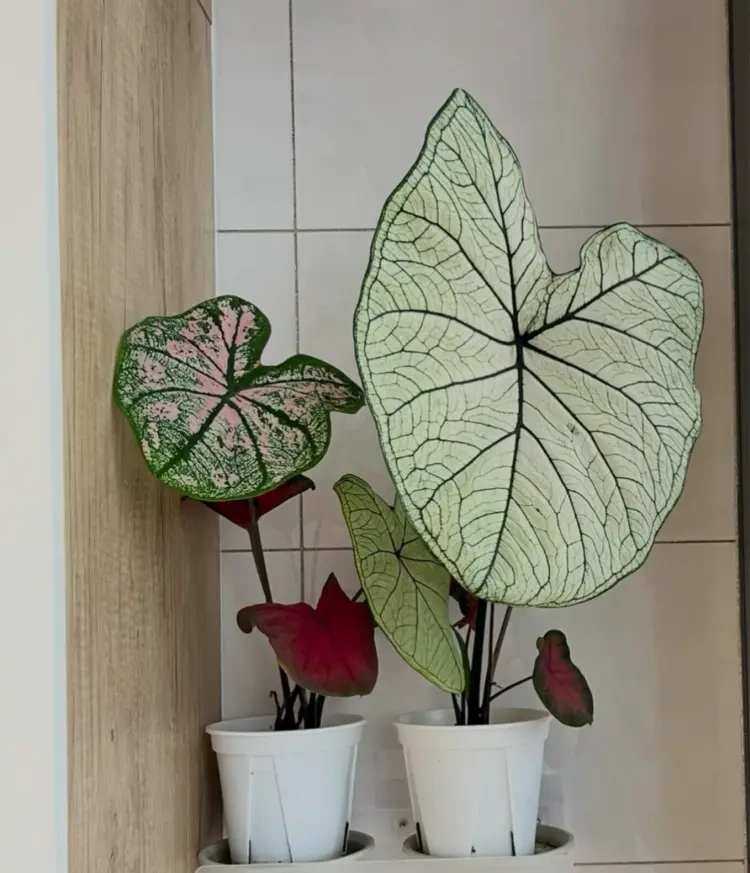 Caladiums growing again in the second year after surviving winter