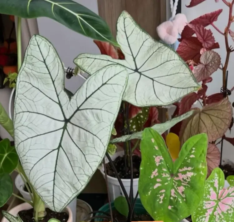 My first year growing caladiums as a beginner indoor grower