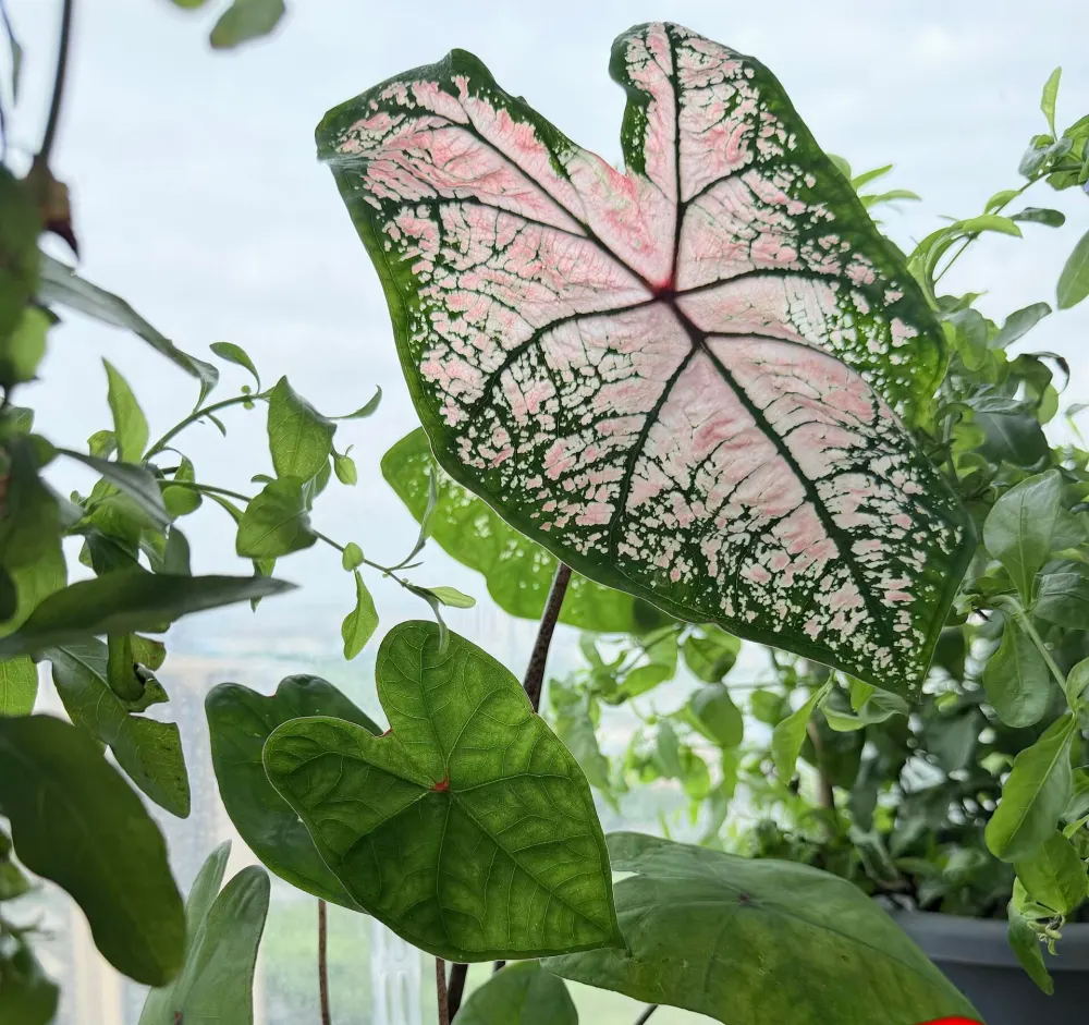 Caladium leaf with strong pink patterns growing beside newer greener leaves