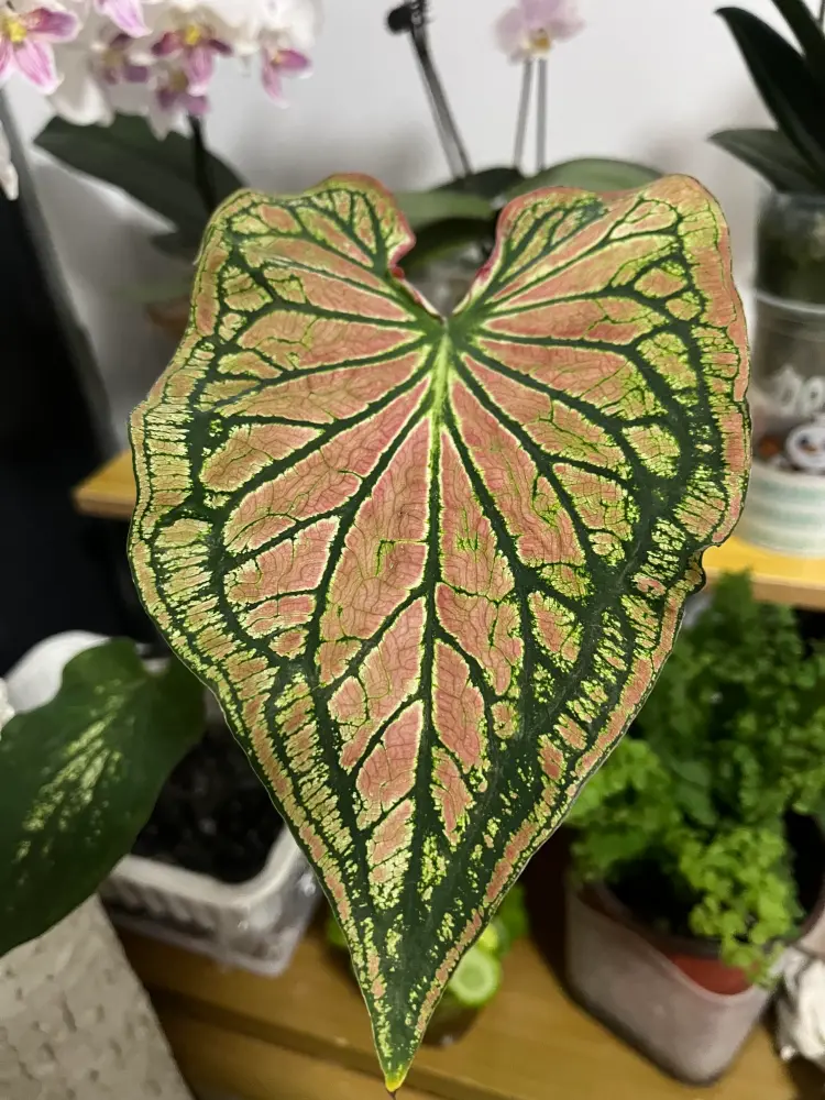 Caladium leaf losing its original pink color as it matures