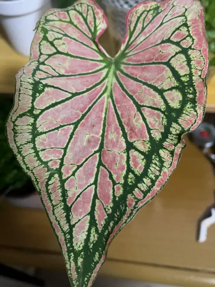 Pink Splash Caladium leaf before losing pink coloration