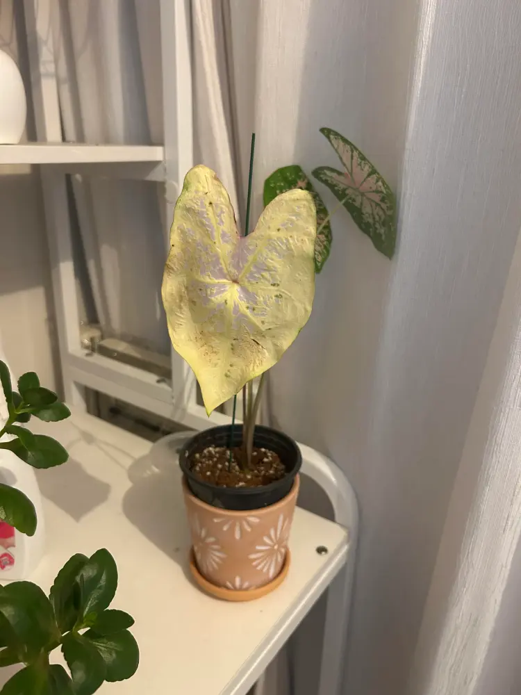 alt="Older caladium leaf naturally fading as it ages"
